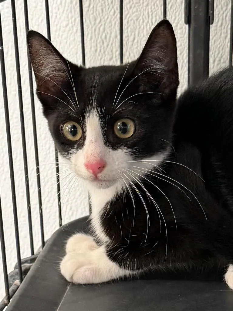A baby small-sized female Tuxedo cat named Figaro for adoption in Brookhaven, MS