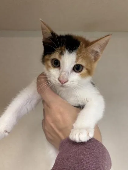 A baby medium-sized female Domestic Short Hair cat named Five I AM for adoption in East Brookfield, MA