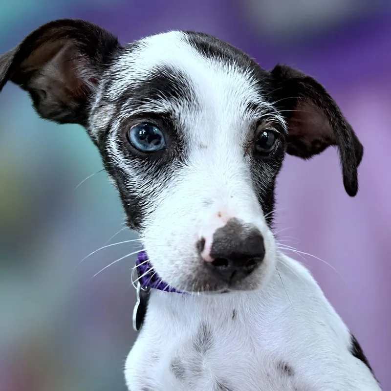A baby small-sized female Black Chihuahua dog named Camilla for adoption in Boerne, TX