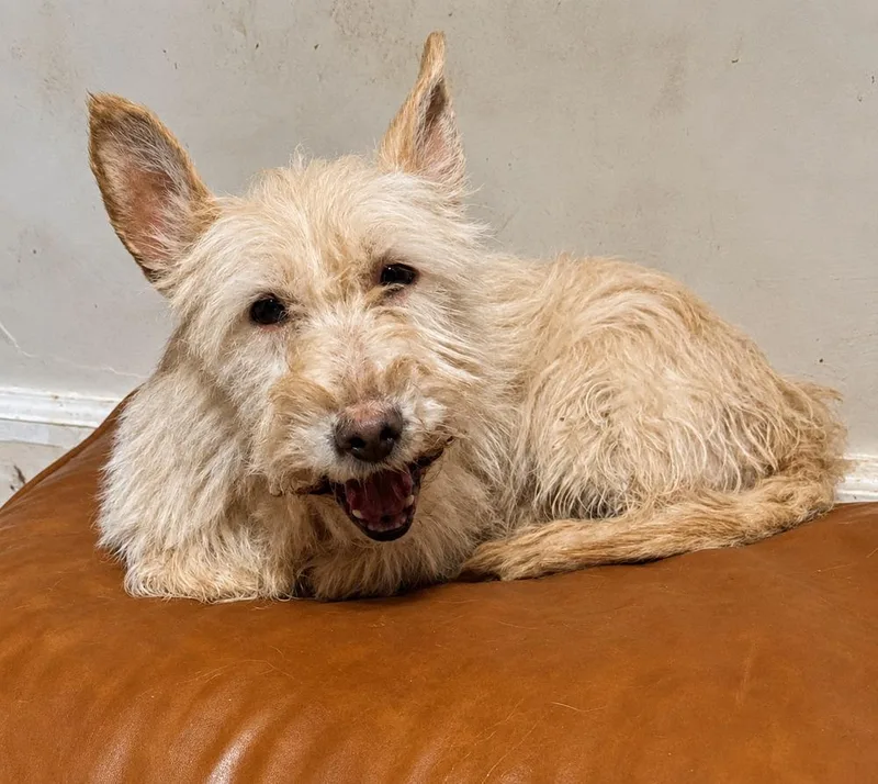A young small-sized female White / Cream West Highland White Terrier / Westie dog named Snow for adoption in Horn Lake, MS