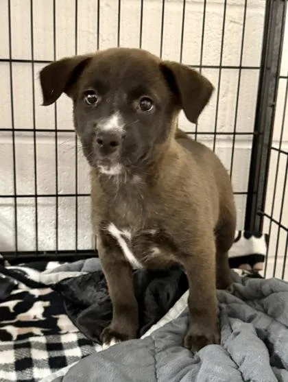 A baby medium-sized female Black Mouth Cur dog named Martha for adoption in Picayune, MS