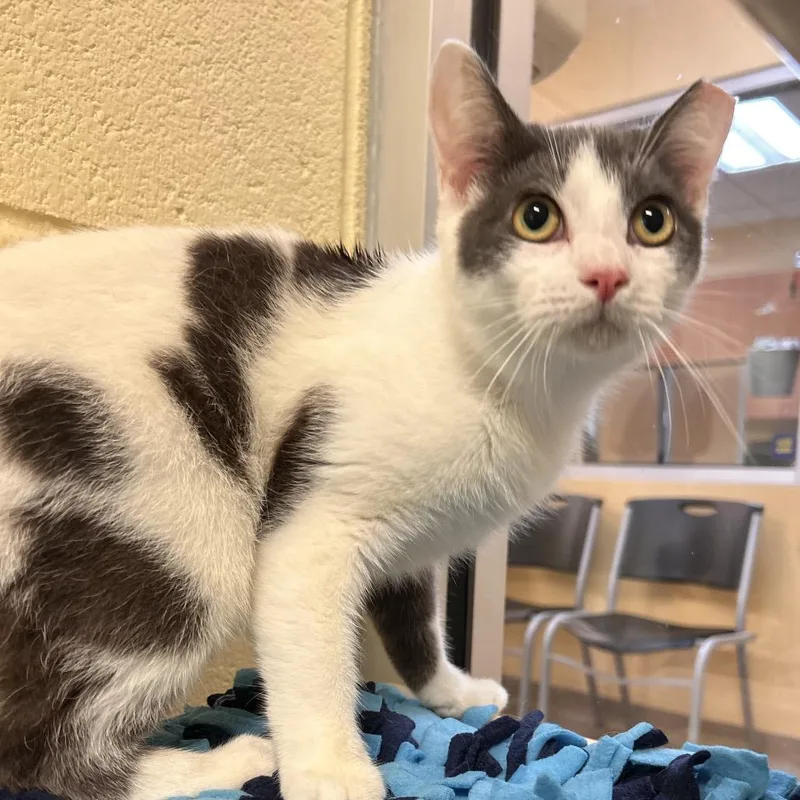 A young medium-sized male Gray / Blue / Silver Domestic Short Hair cat named Zeus for adoption in Naples, FL