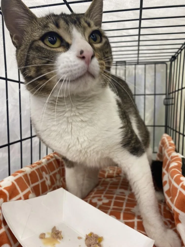 An adult medium-sized male Domestic Short Hair cat named Slate for adoption in Dallas, TX