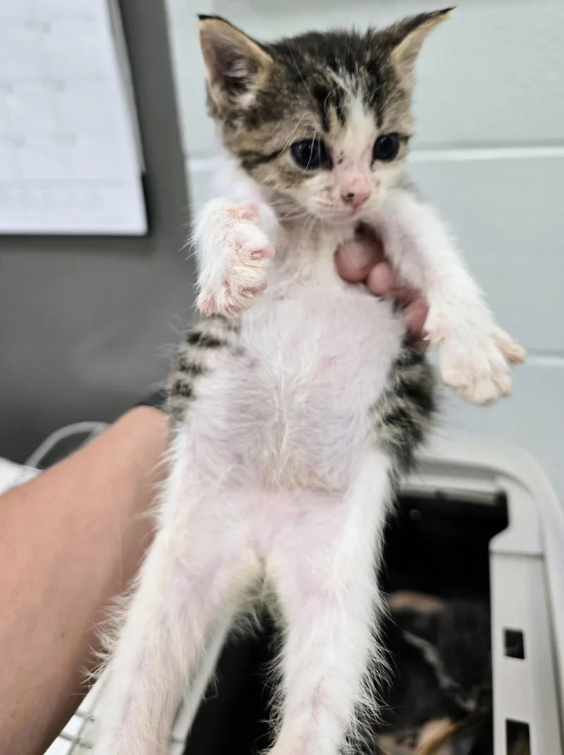 A baby medium-sized female White Domestic Short Hair cat named 6-320 for adoption in Amityville, NY