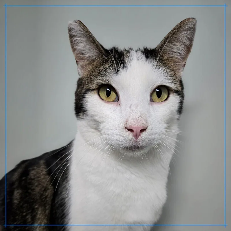 Grasshopper thumbnail 2