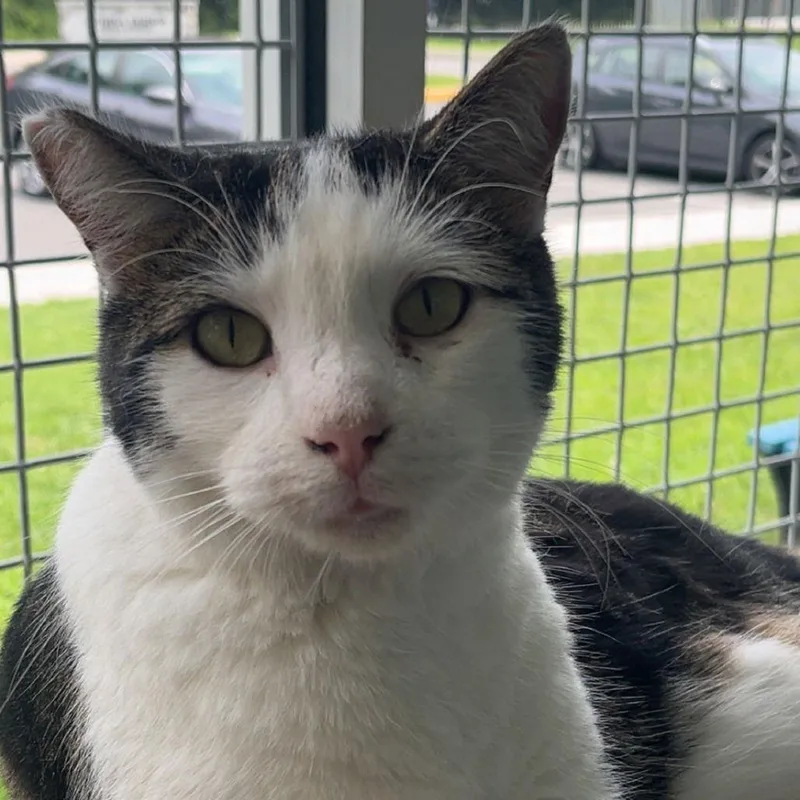 Grasshopper thumbnail 3