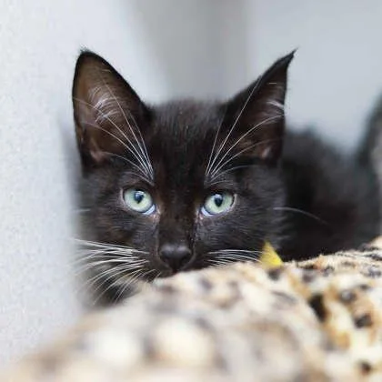 A baby small-sized male Black Domestic Short Hair cat named Enoki for adoption in Atlanta, GA