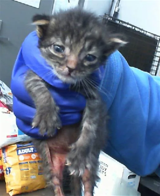 A young medium-sized male Domestic Medium Hair cat named June for adoption in Dallas, TX