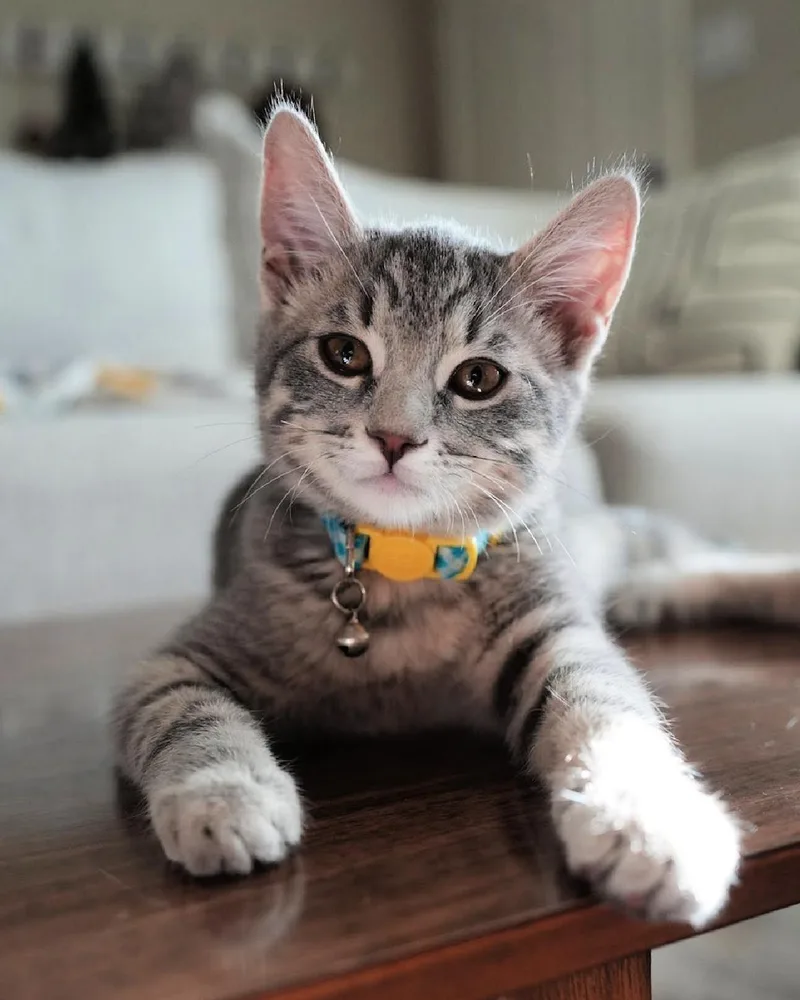 A young medium-sized male Tabby (Gray / Blue / Silver) Domestic Short Hair cat named Marvin for adoption in Frisco, TX