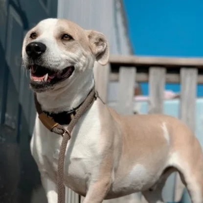 An adult medium-sized male White / Cream Parson Russell Terrier dog named Butters for adoption in Justin, TX