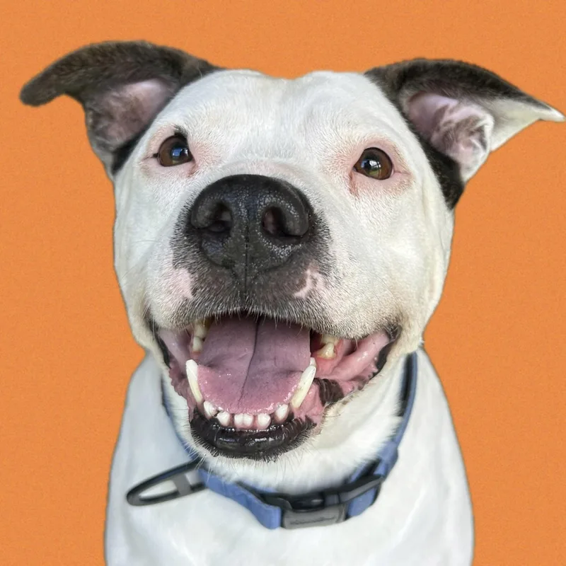 An adult medium-sized male Terrier dog named Thor for adoption in Cape May Court House, NJ