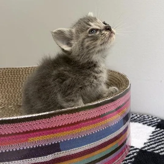 A baby small-sized male Gray / Blue / Silver Domestic Short Hair cat named Mulch for adoption in Toledo, OH