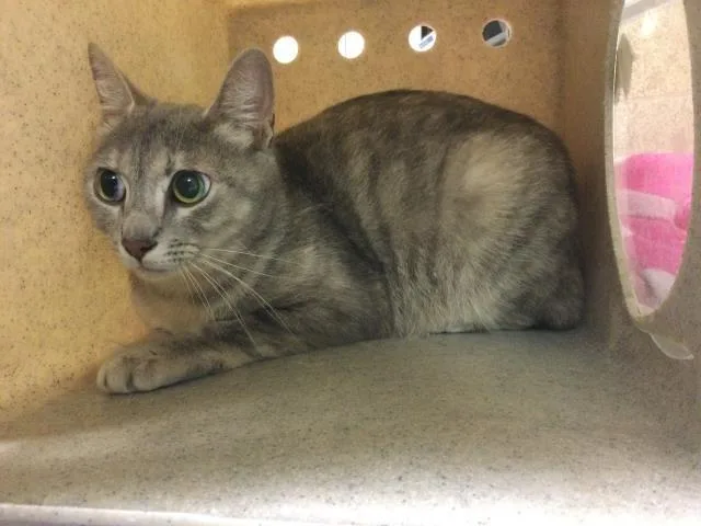 A young small-sized female Domestic Short Hair cat named Momma for adoption in Riverside, CA