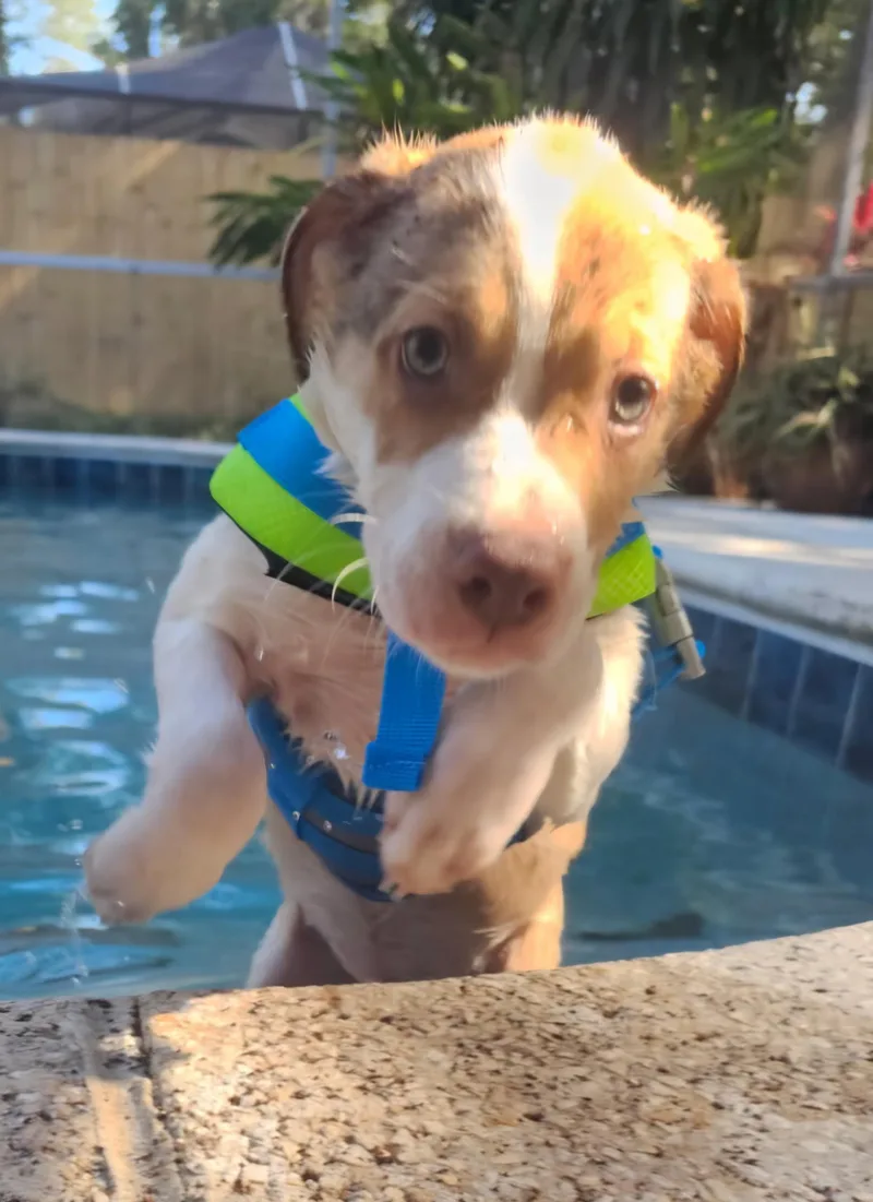 A baby medium-sized male Bicolor Labrador Retriever dog named Mackenzie  Puppy Born for adoption in St. Petersburg, FL