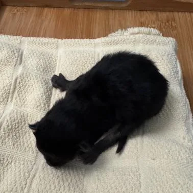 A baby small-sized female Black Domestic Short Hair cat named M&o: M&m for adoption in Falls Church, VA