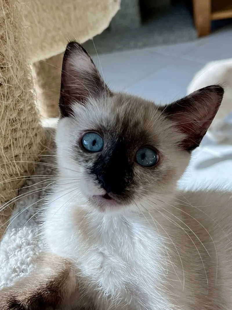 A baby small-sized female Seal Point Siamese cat named Jewel for adoption in Boca Raton, FL