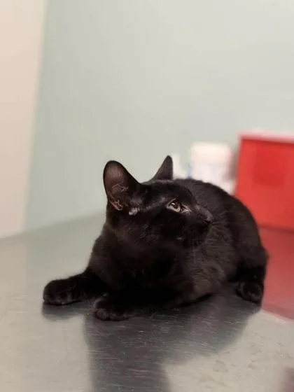 A baby medium-sized male Black Domestic Short Hair cat named Cosmo for adoption in Annapolis, MD