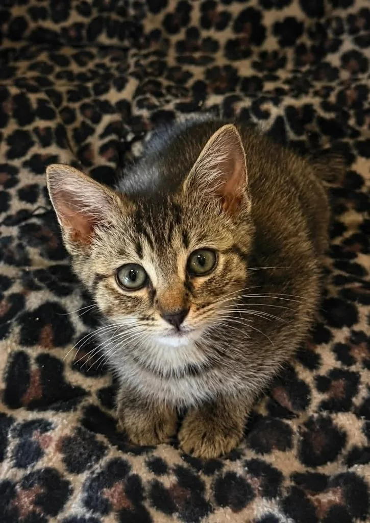 Tara