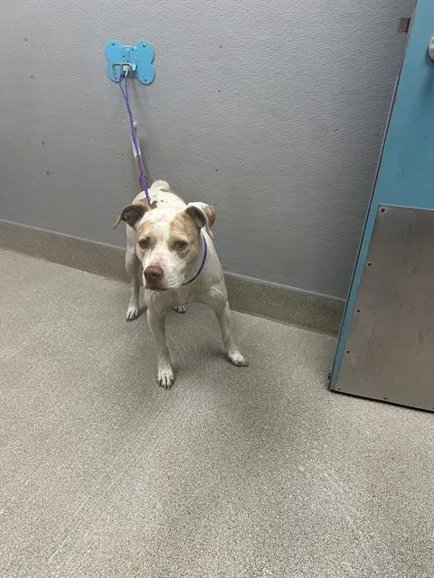 An adult medium-sized female Pit Bull Terrier dog named Lady for adoption in Las Vegas, NV