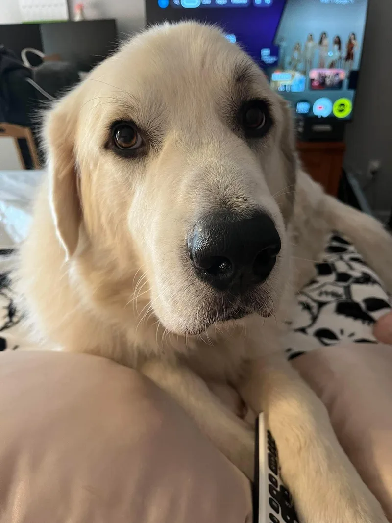 An adult large-sized male White / Cream Great Pyrenees dog named Valkor for adoption in Kiowa, OK