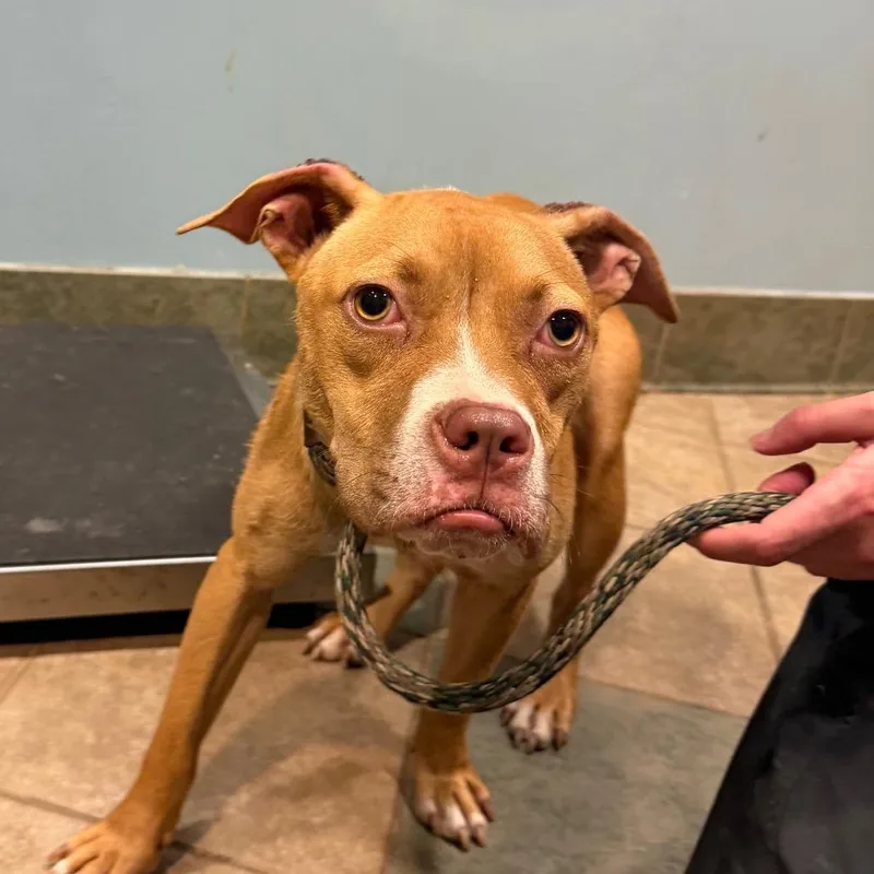 A young medium-sized male Yellow / Tan / Blond / Fawn Mixed Breed dog named Calvin for adoption in Chattanooga, TN