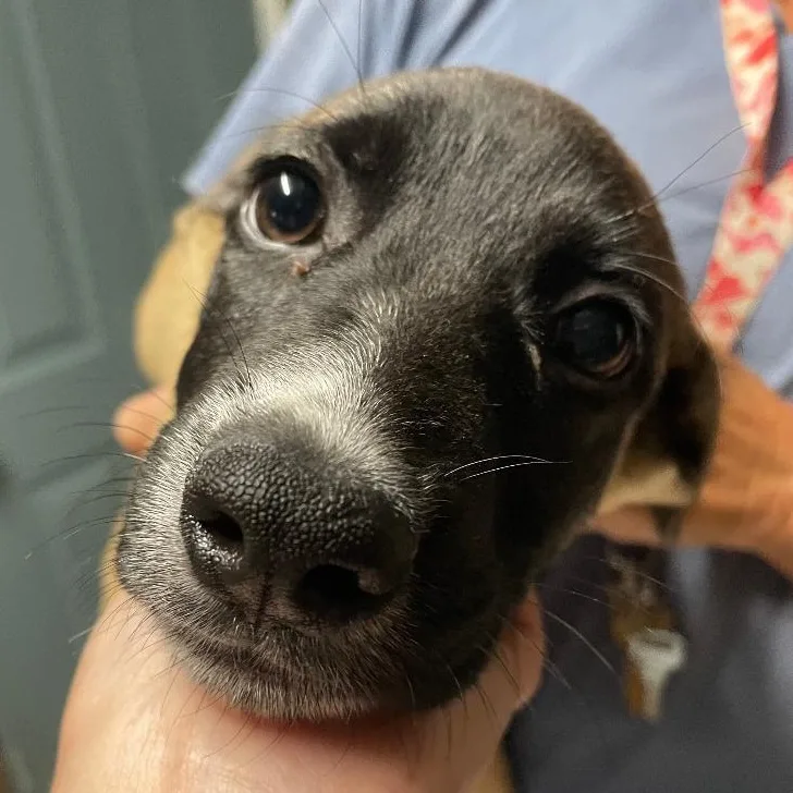 A baby large-sized female Bicolor Mixed Breed dog named Scarlet for adoption in Spencer, IN