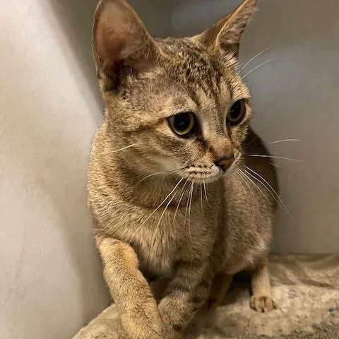An adult medium-sized female Brown / Chocolate Domestic Short Hair cat named Canary for adoption in Dayton, OH