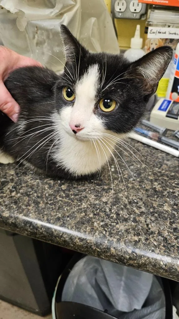 A young small-sized male Domestic Short Hair cat named Chasper for adoption in Crossville, TN