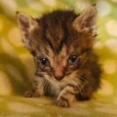 A baby small-sized female Brown / Chocolate Domestic Short Hair cat named Sweet Pea C for adoption in Princeton, MN