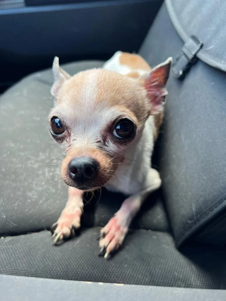 A senior small-sized male Chihuahua dog named Quinnie for adoption in Troy, OH