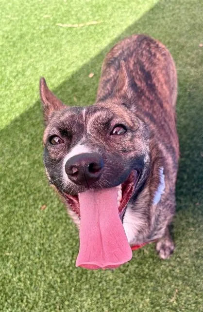 A young medium-sized female Mixed Breed dog named Louise for adoption in Jacksonville, FL