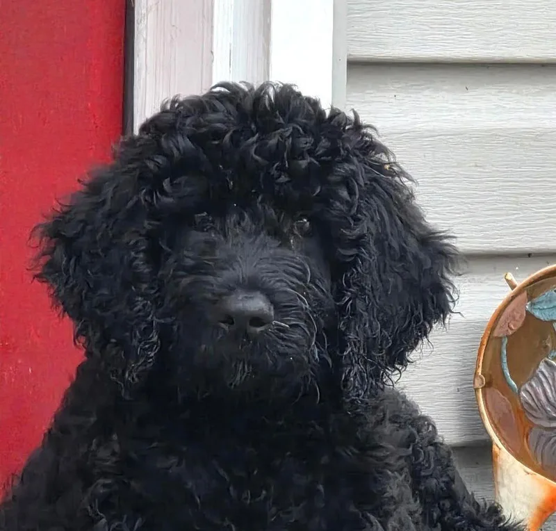 A baby extra large-sized female Standard Poodle dog named Nova for adoption in Wheaton, IL