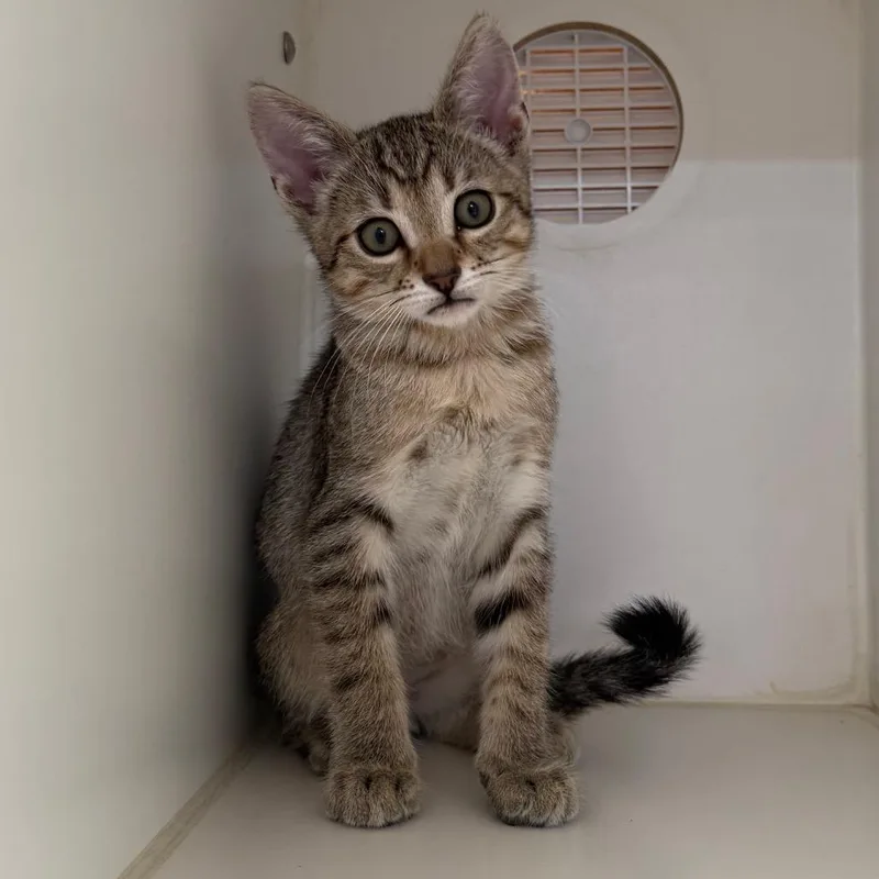 A baby small-sized male Brown / Chocolate Domestic Short Hair cat named Hopsy for adoption in Riverside, CA