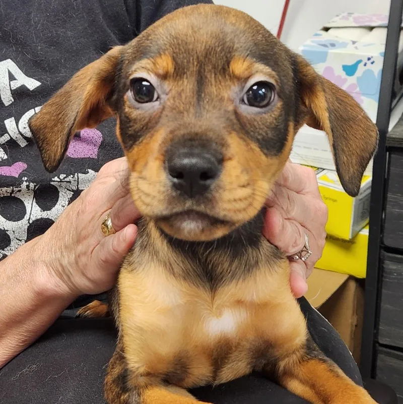 A baby medium-sized female Rottweiler dog named Dolly for adoption in Walnutport, PA