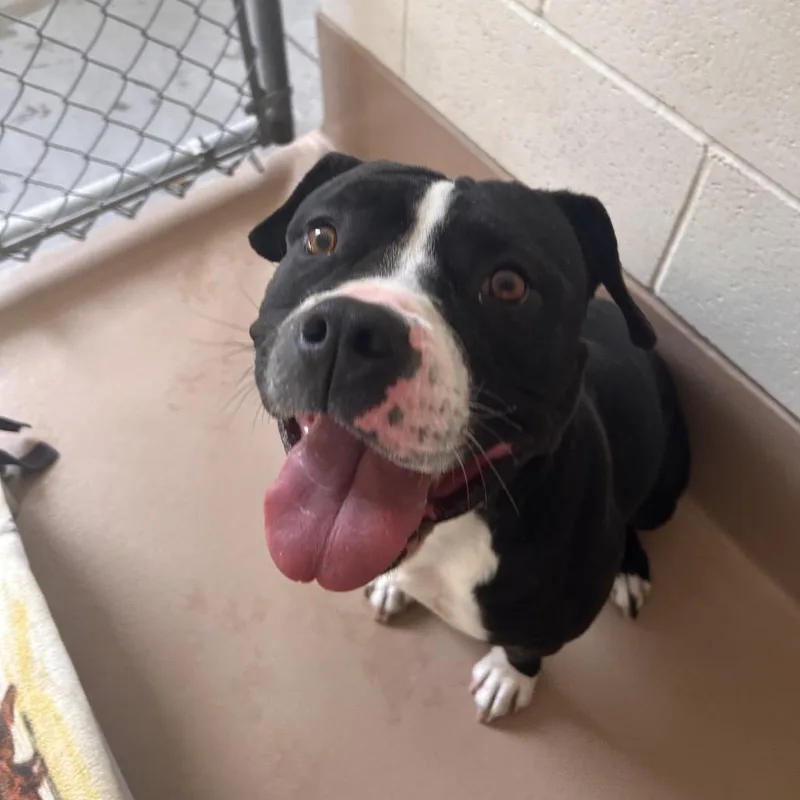 An adult medium-sized female Black Pit Bull Terrier dog named Reign for adoption in Reno, NV