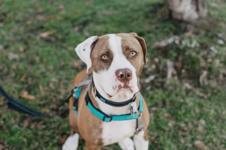 Joe Quapaw thumbnail 4