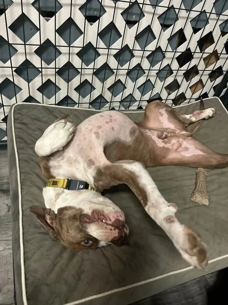 Joe Quapaw thumbnail 6