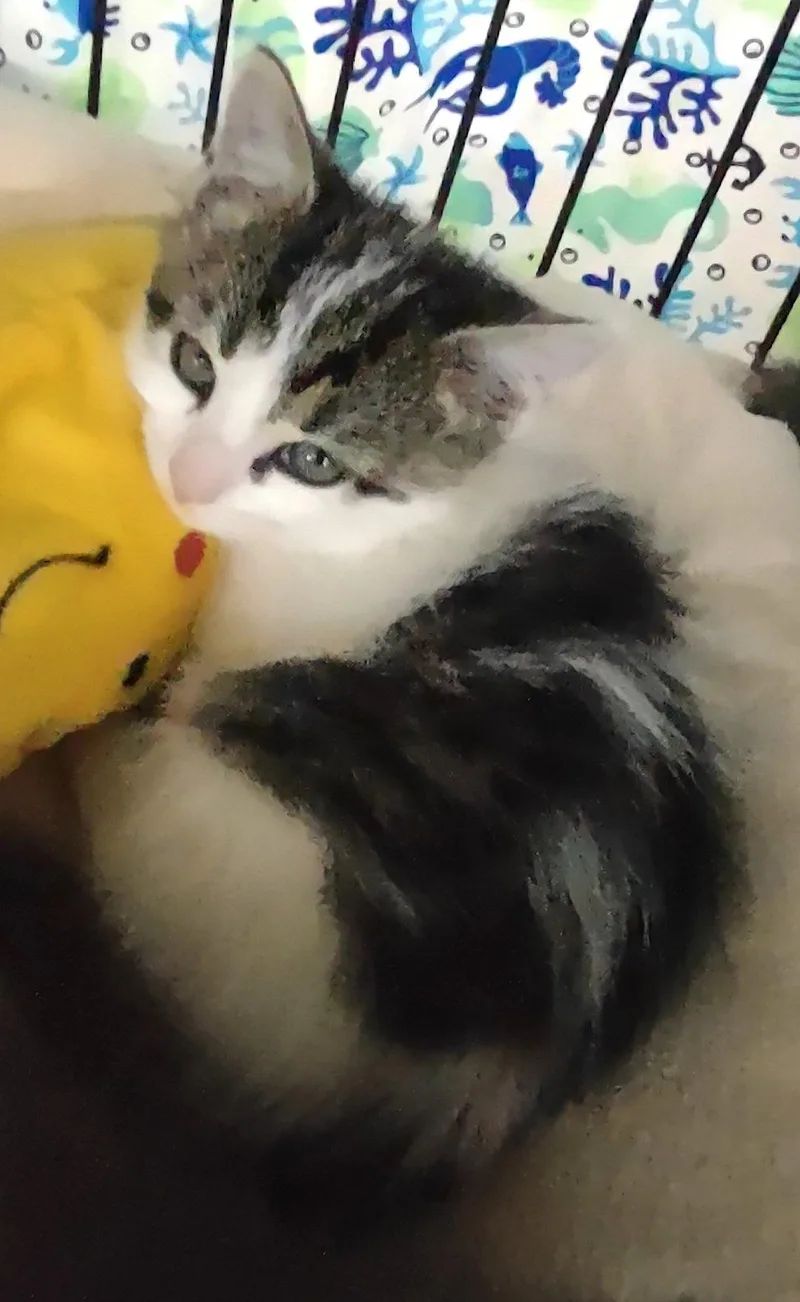 A baby medium-sized female Domestic Medium Hair cat named Violet for adoption in Albemarle, NC