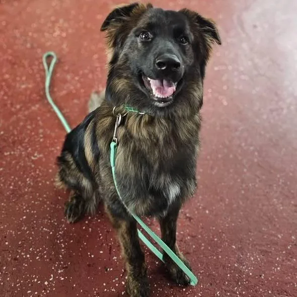 A young medium-sized male Apricot / Beige Dutch Shepherd dog named Brookie for adoption in Phoenix, MD