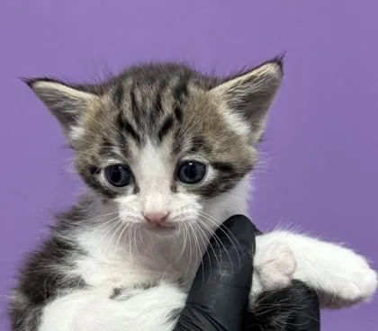 A baby small-sized male Brown / Chocolate Domestic Short Hair cat named 61538994 for adoption in El Paso, TX