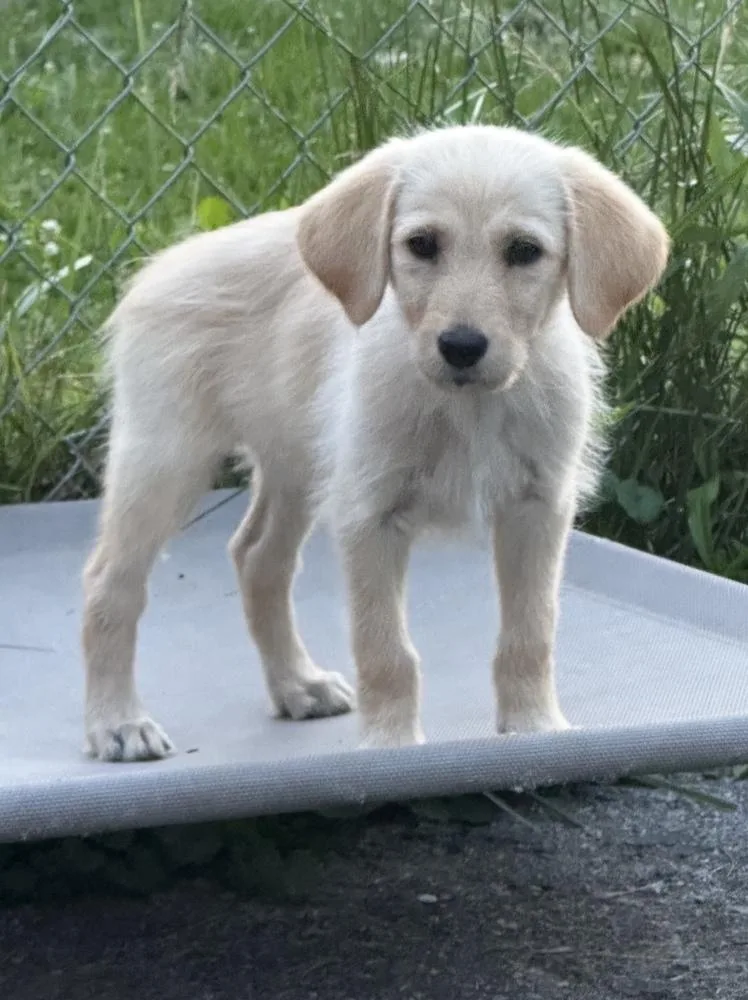 A baby medium-sized female Yellow / Tan / Blond / Fawn Goldendoodle dog named Dolly for adoption in Cheektowaga, NY