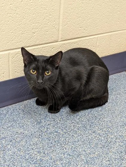 An adult medium-sized male Domestic Short Hair cat named Cloudy for adoption in Westland, MI