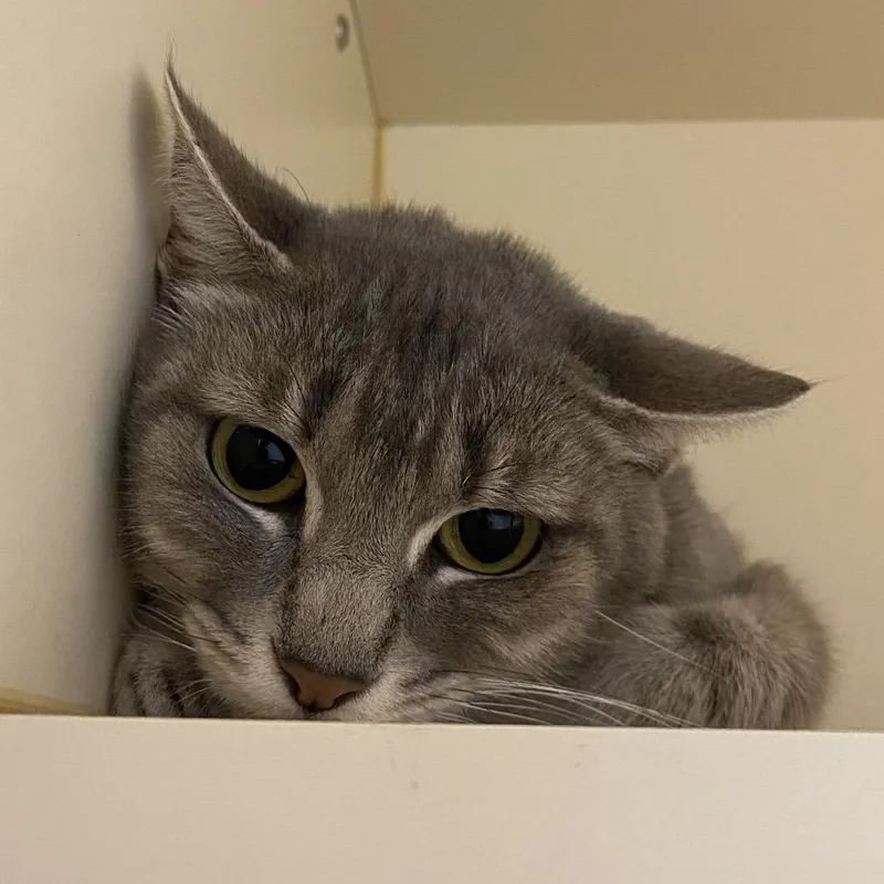 A young medium-sized female Gray / Blue / Silver Domestic Short Hair cat named Sylvia for adoption in Dayton, OH