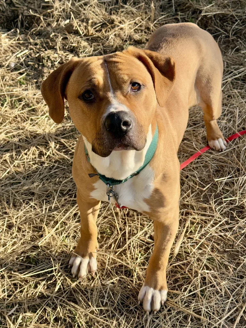 Fairy Dust thumbnail 2