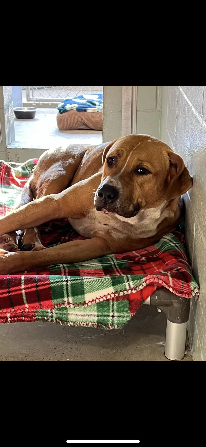 Fairy Dust thumbnail 3