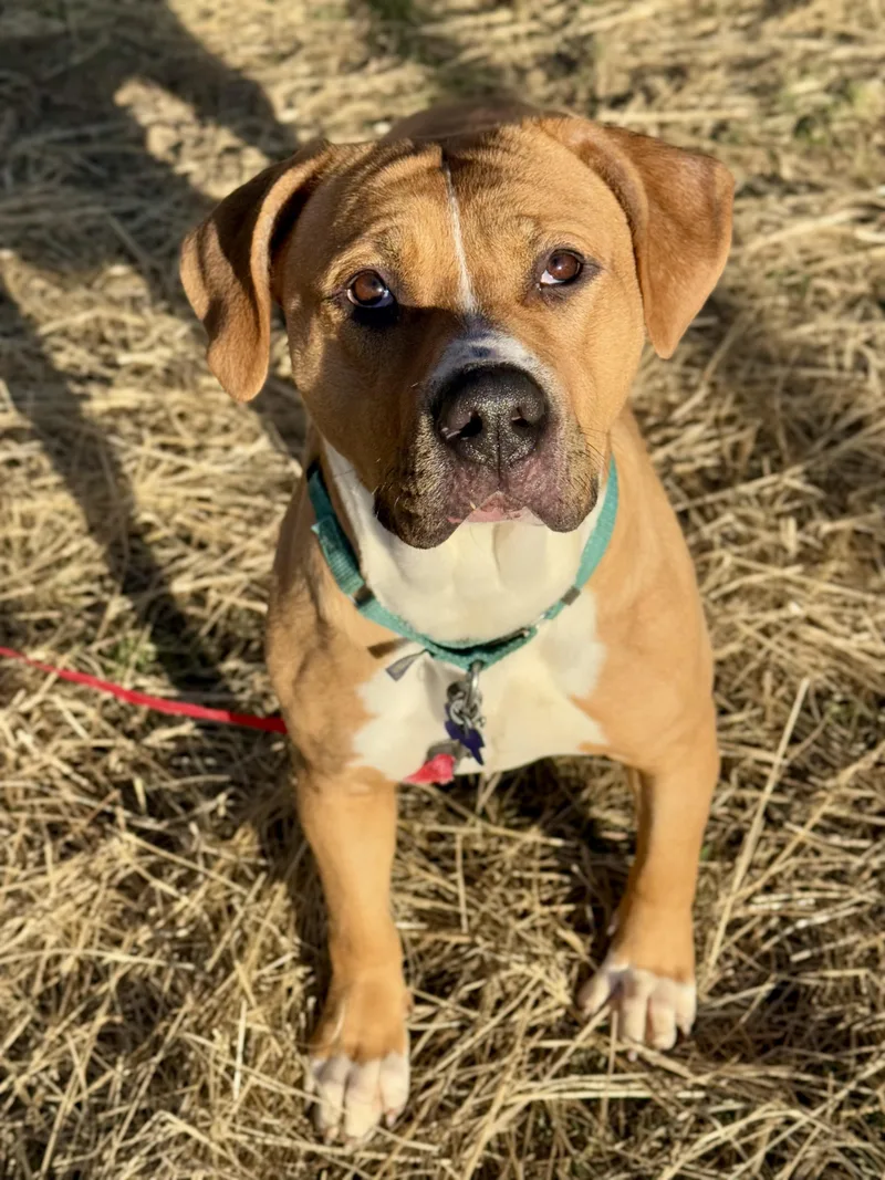 Fairy Dust thumbnail 4