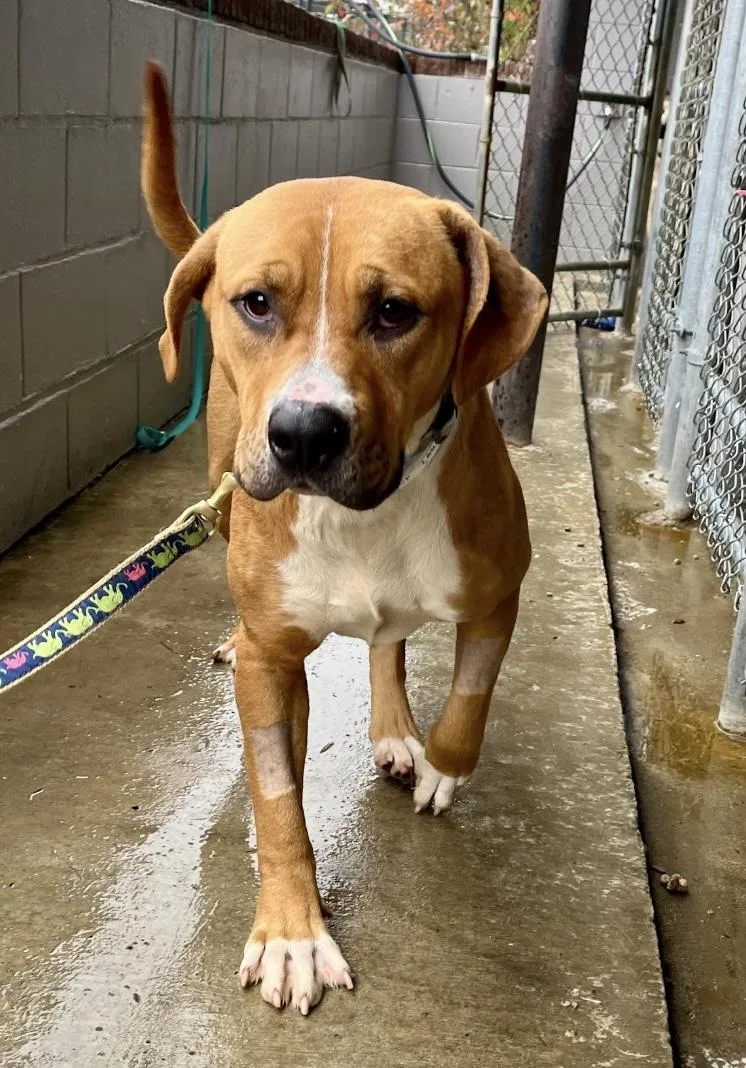 Fairy Dust thumbnail 5