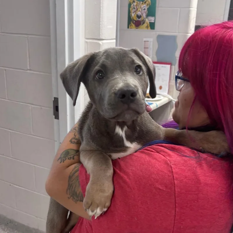 A baby small-sized male Pit Bull Terrier dog named Choco for adoption in Indianapolis, IN