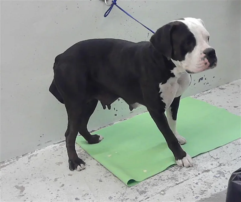 An adult small-sized female Boxer dog named Marsha for adoption in Houston, TX
