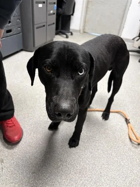 A young large-sized male Labrador Retriever dog named Chevy for adoption in Lincolnton, NC